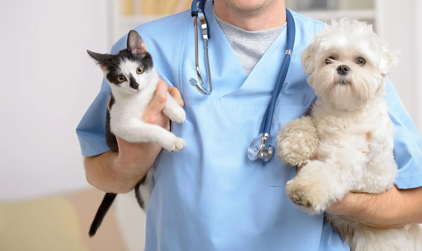 Mayerthorpe Veterinary Services, Veterinarian in Mayerthorpe ...