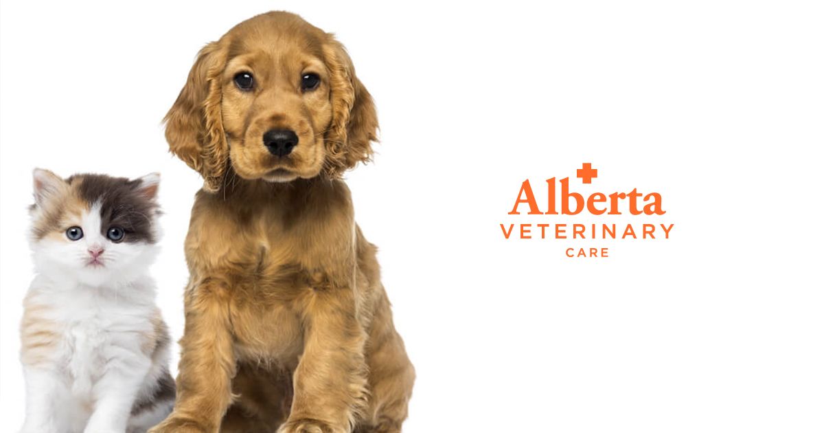 Alberta Veterinary Care Portland, OR FAQS, Dog Cat Health Info