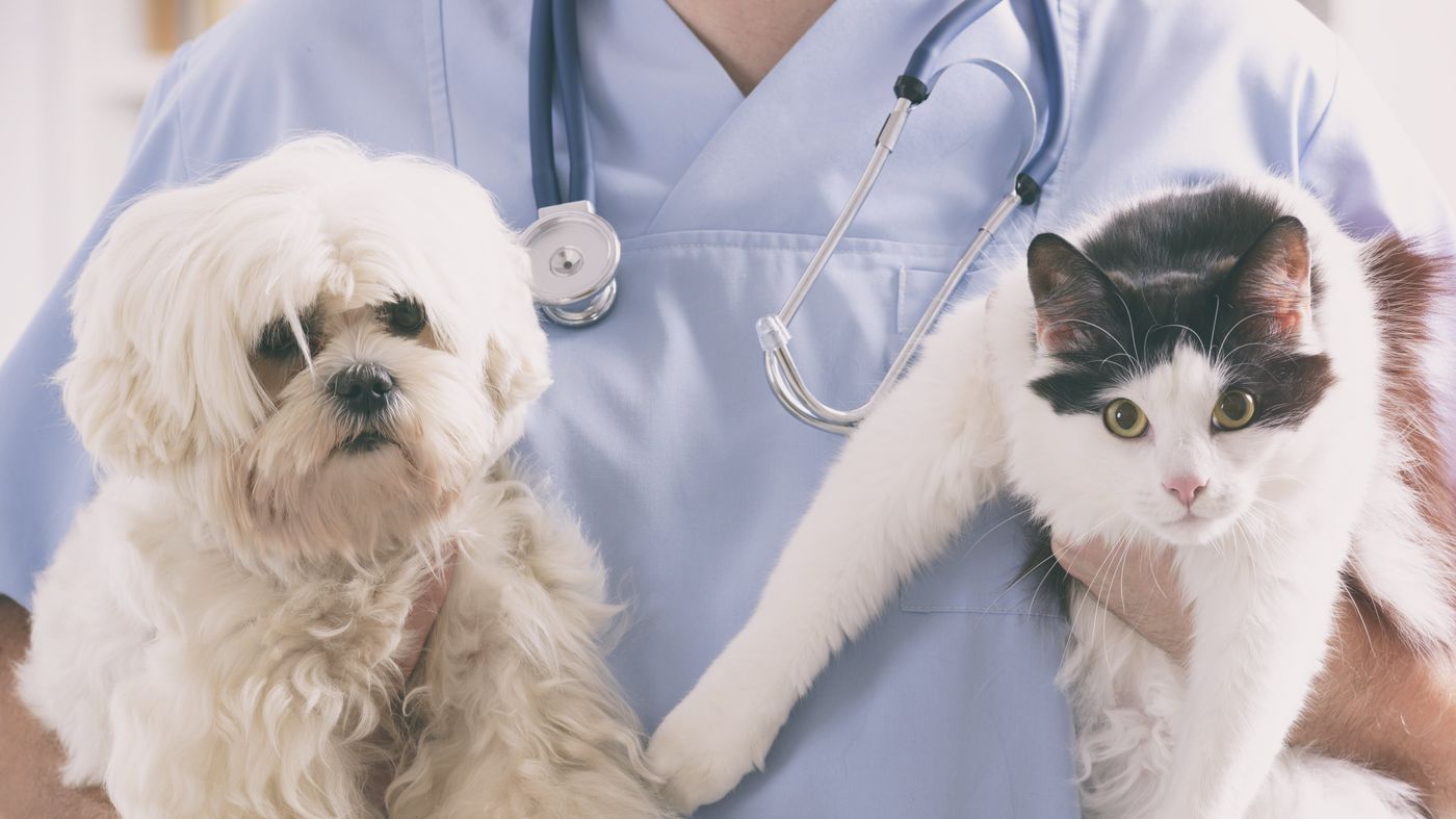 Veterinary Services in Orleans, ON | Cumberland Veterinary Hospital