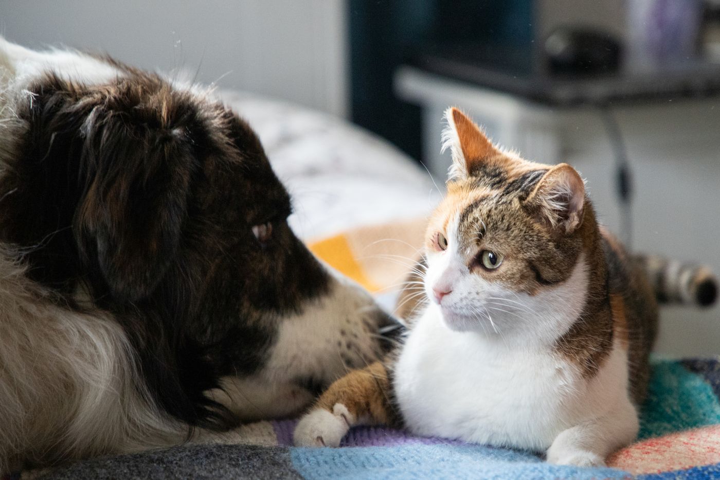 The Dos and Don'ts of Introducing New Pets to Each Other, Hastings Veterinary Hospital