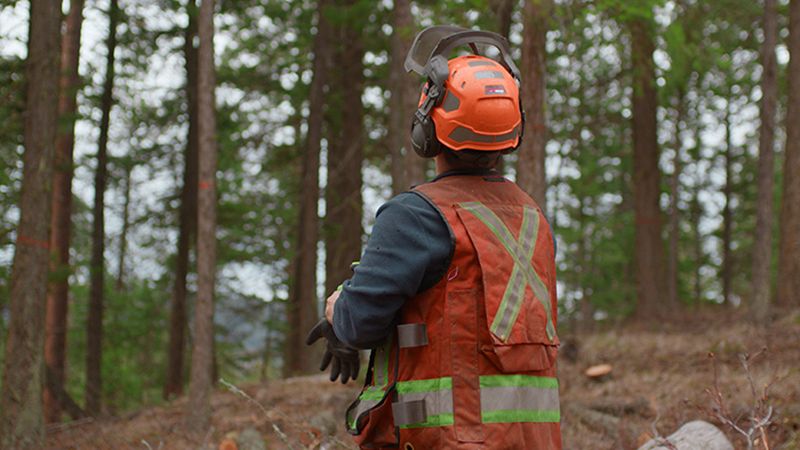 Silviculture, Province of British Columbia