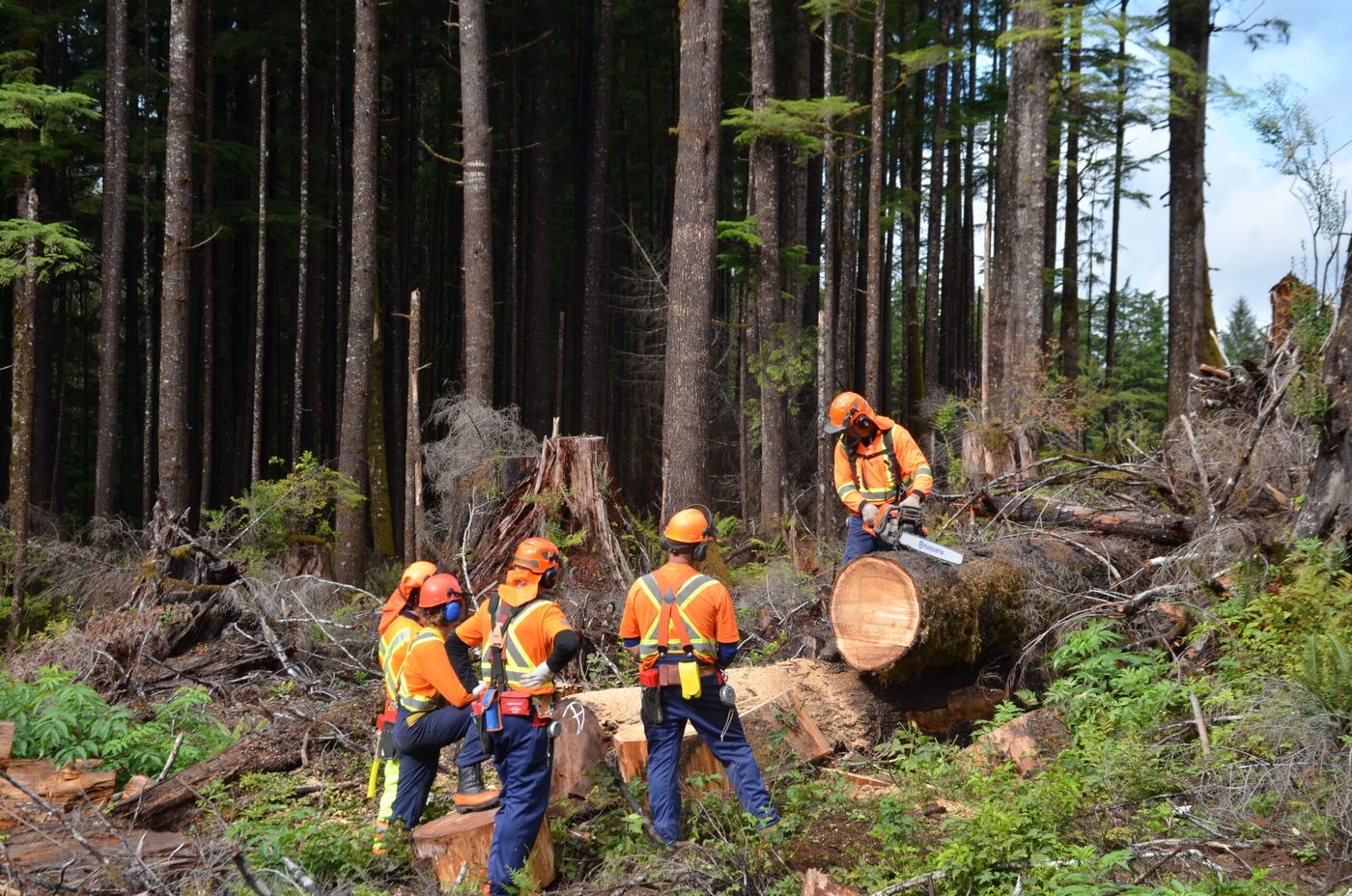Amplifying Mental Health Awareness Month with a New Program to Support the  Mental Health of BC Forestry Workers : Forest Enhancement Societ