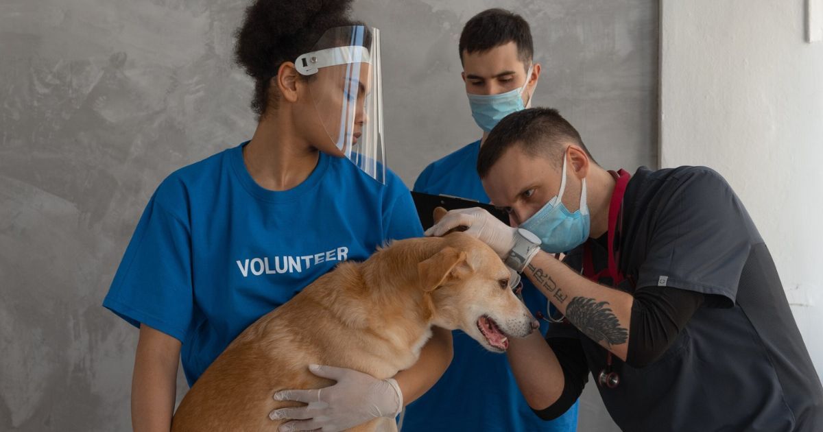 First Aid for Pets, Paws Canada