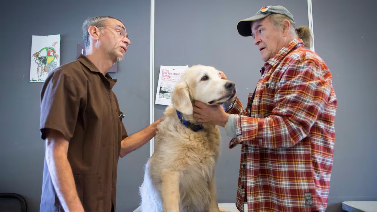 It's that unconditional love': Vets work for free to help low-income owners  care for their pets | CBC News