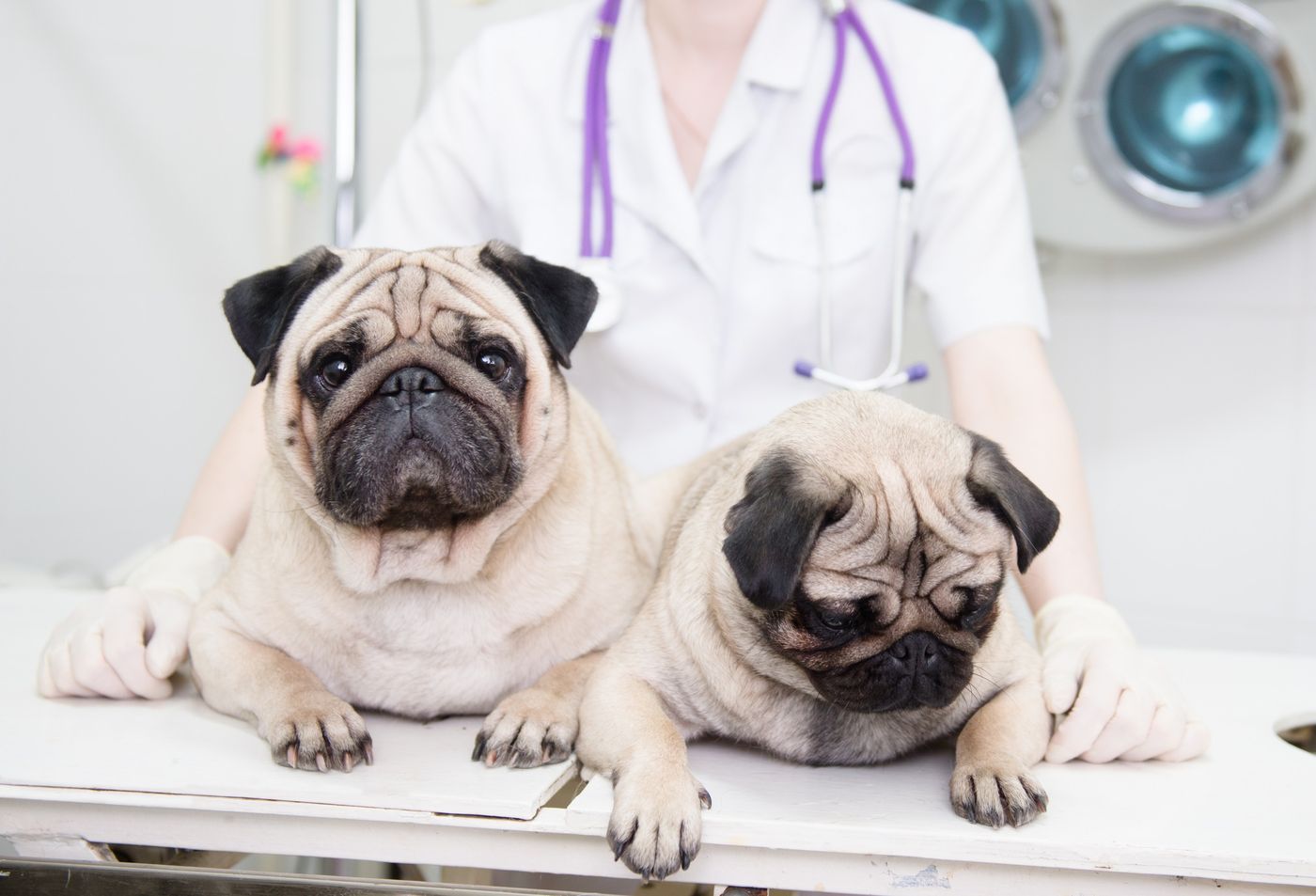 Services in Richmond, BC | Williams Road Animal Hospital