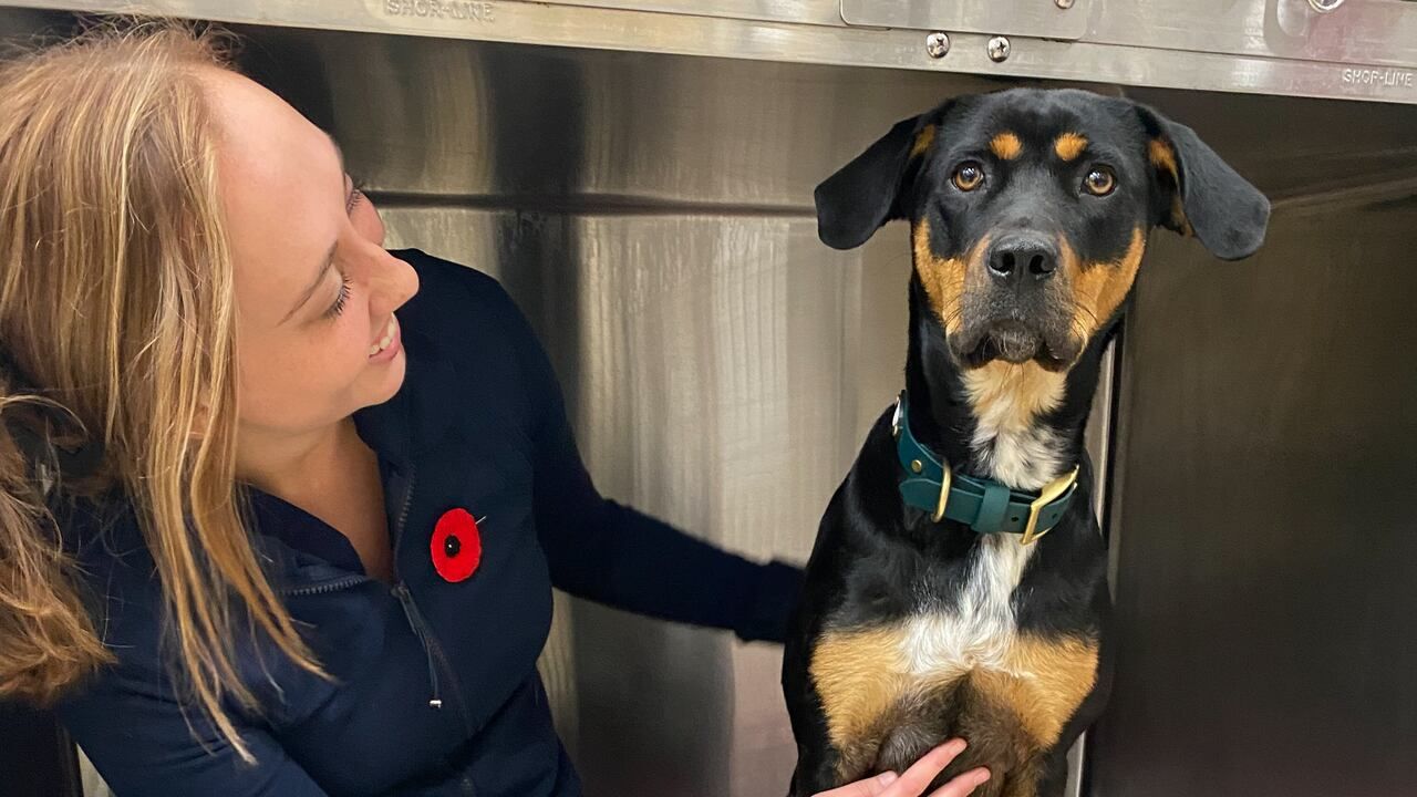 New after-hours veterinary service to open in Comox | CBC News