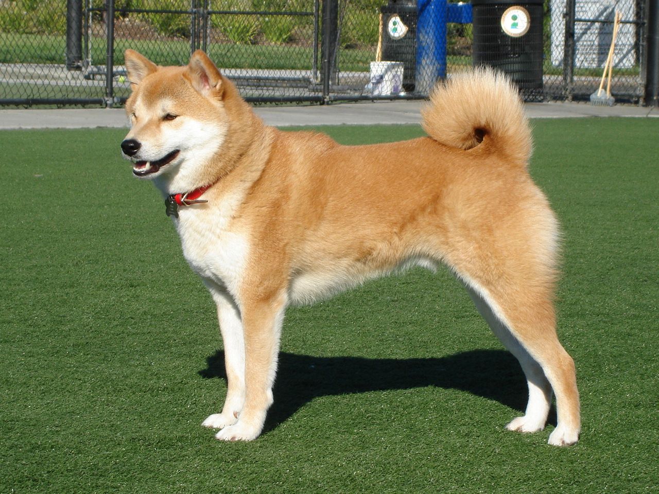 Shiba Inu, Wikipedia