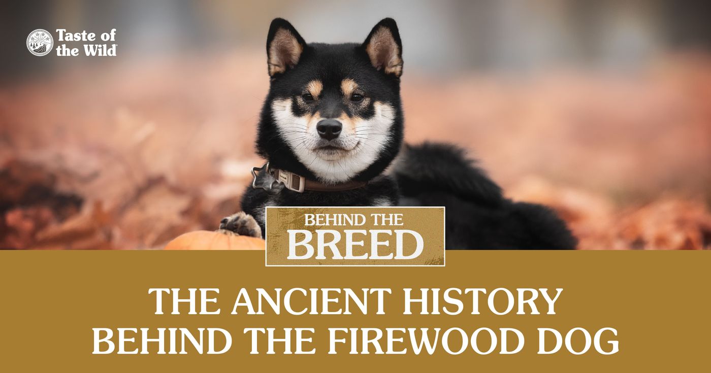Behind the Breed: Shiba Inu
