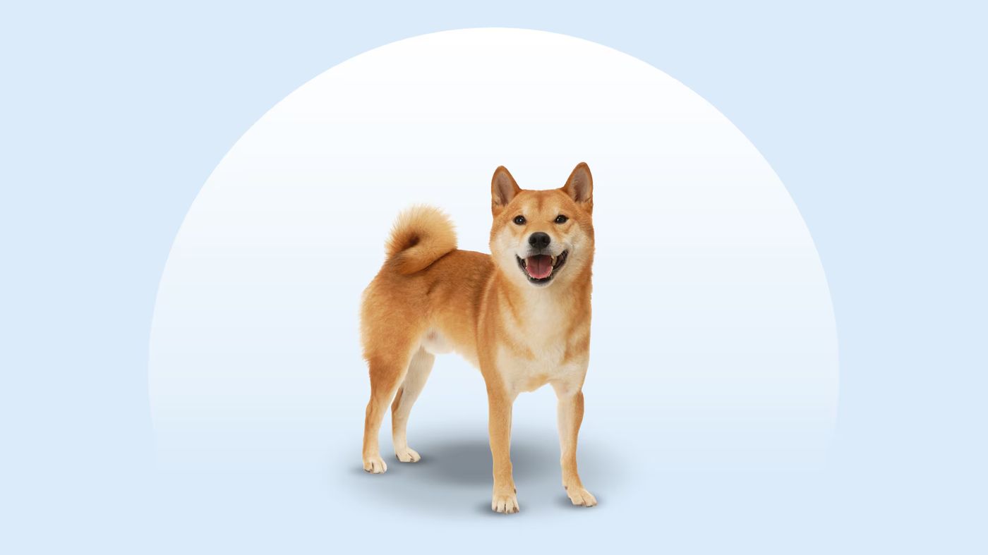 Shiba Inu Breed: Characteristics, Care & Photos | Chewy